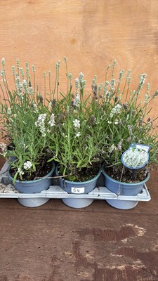 Lot 1054 - Tray of 6 lavender -‘White Summer’