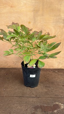 Lot 1055 - Peony -‘Bowl of Beauty’