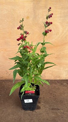 Lot 1056 - Penstemon -‘Party bells Red’