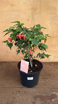Lot 1057 - Patio Abutilon