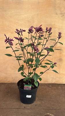 Lot 1059 - Large well established hardy Salvia -‘Love and...