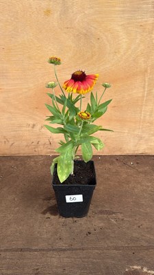 Lot 1060 - Arizona Sun