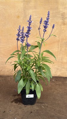 Lot 1061 - Salvia -‘Farina Arctic blue’