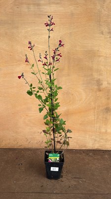 Lot 1062 - Hardy Salvia -‘Cherry Lips’