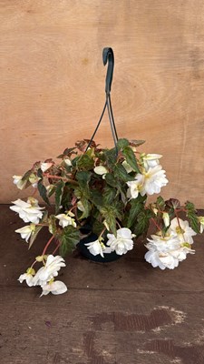 Lot 1063 - Begonia hanging pot -‘Illumination White’