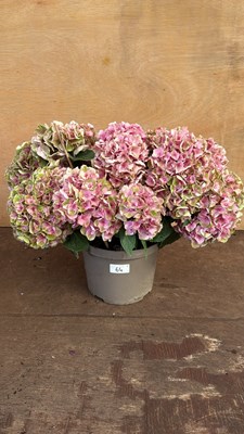 Lot 1064 - Pink and Green flowering Hydrangea