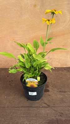 Lot 1065 - Echinacea -‘Papallo Classic Deep Yellow’