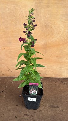 Lot 1066 - Penstemon -‘Party bells Violet’