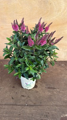 Lot 1067 - Pink Hebe