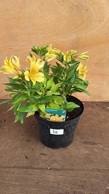Lot 1068 - Alstroemeria -‘Havana’
