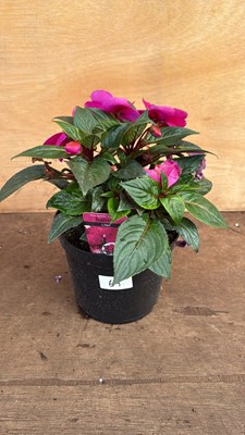 Lot 1069 - New Guinea Impatiens -‘Sonic Lilac’