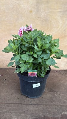 Lot 1070 - Large Dahlia -‘Burgundy and White’