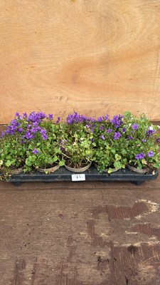 Lot 1071 - Tray of 10 mixed Campanula