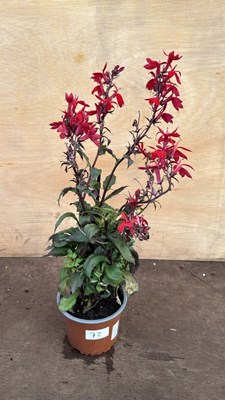 Lot 1072 - Hardy Red Lobelia