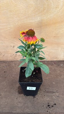 Lot 1073 - Arizona Sun