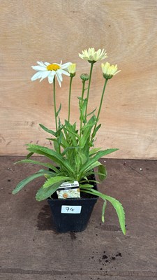 Lot 1074 - Leucanthemum -‘Western Star Gemini’