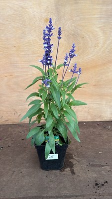 Lot 1075 - Salvia -‘Farina Arctic Blue’