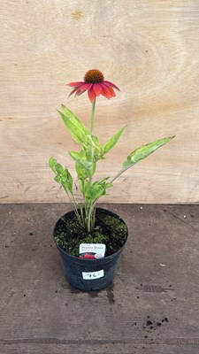 Lot 1076 - Echinacea -‘Prairie Blaze Orange Sunset’