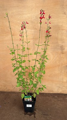Lot 1077 - Hardy Salvia -‘Hot Lips’