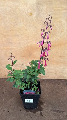 Lot 1078 - Phygelius -‘New Zealand Fuchsia’
