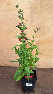 Lot 1079 - Penstemon -‘Party bells Red’