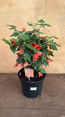 Lot 1080 - Patio Abutilon