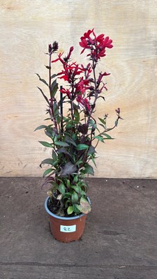 Lot 1082 - Hardy Red Lobelia