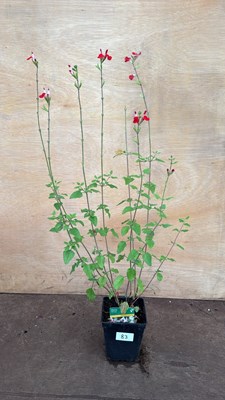 Lot 1083 - Hardy Salvia -‘Hot Lips’