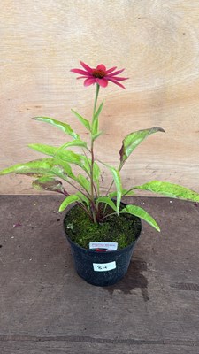 Lot 1084 - Echinacea -‘Prairie Blaze Orange Sunset’
