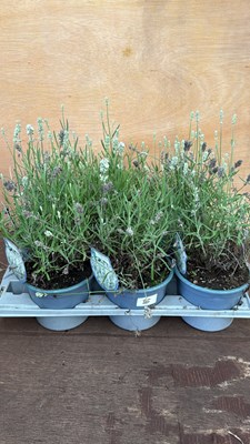 Lot 1085 - Tray of 6 Lavender -‘White Summer’