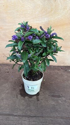 Lot 1086 - Purple Hebe