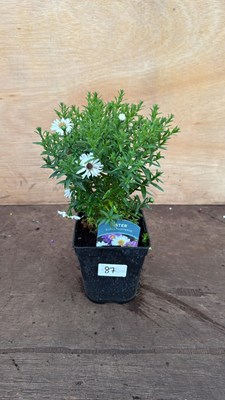 Lot 1087 - Aster -‘Alpha Universe’