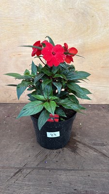 Lot 1088 - New Guinea Impatiens -‘Sonic Deep Scarlet’