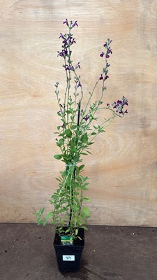 Lot 1089 - Hardy Salvia -‘Amethyst Lips’