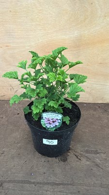 Lot 1090 - Highly scented Geranium -‘Orange Fizz’
