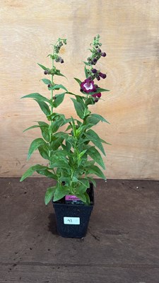 Lot 1091 - Penstemon -‘Party bells Violet’