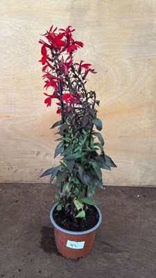 Lot 1092 - Hardy Red Lobelia