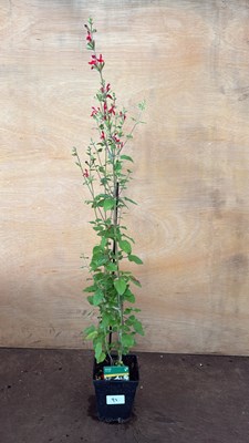 Lot 1093 - Hardy Salvia -‘Hot Lips’