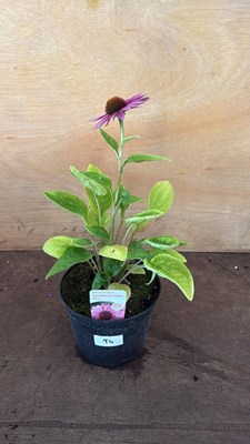 Lot 1094 - Echinacea -‘Prairie Splendor Compact Rose’