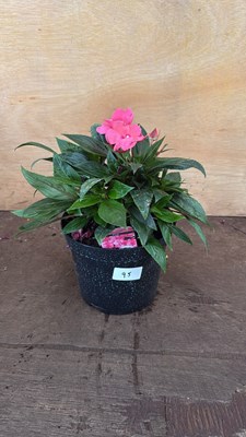 Lot 1095 - New Guinea Impatiens -‘Sonic Pink’