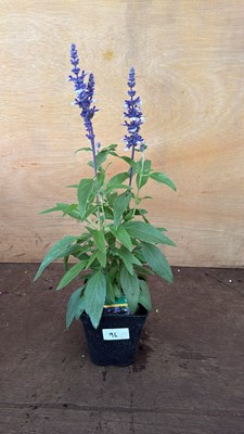 Lot 1096 - Salvia -‘Farina Arctic Blue’