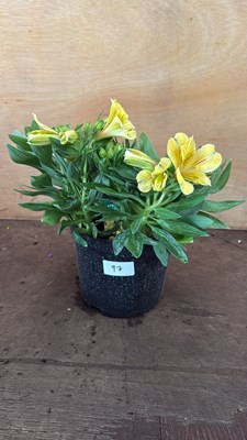 Lot 1097 - Alstroemeria -‘Havana’