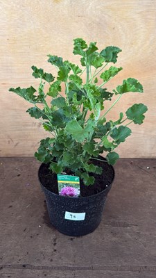 Lot 1098 - Highly scented Geranium -‘Cola’