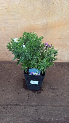 Lot 1099 - Aster -‘Alpha Universe’
