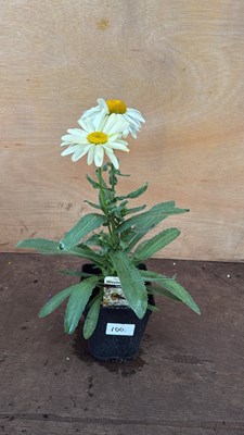 Lot 1100 - Leucanthemum -‘Western Star Gemini’
