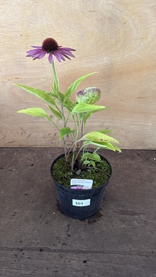 Lot 1101 - Echinacea -‘Prairie Splendor Compact Rose’