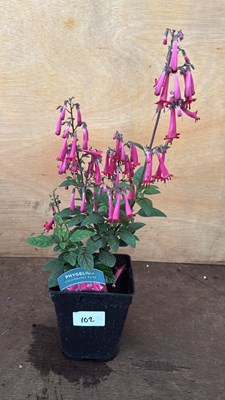 Lot 1102 - Phygelius -‘New Zealand Fuchsia’