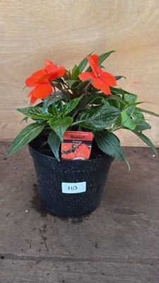 Lot 1103 - New Guinea Impatiens -‘Sonic Orange’