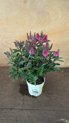 Lot 1104 - Pink Hebe