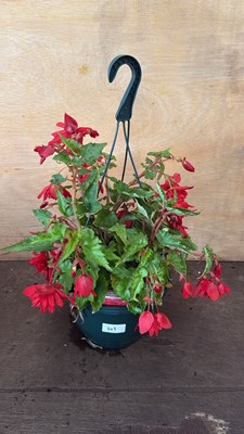 Lot 1105 - Begonia hanging pot -‘Scarlet’